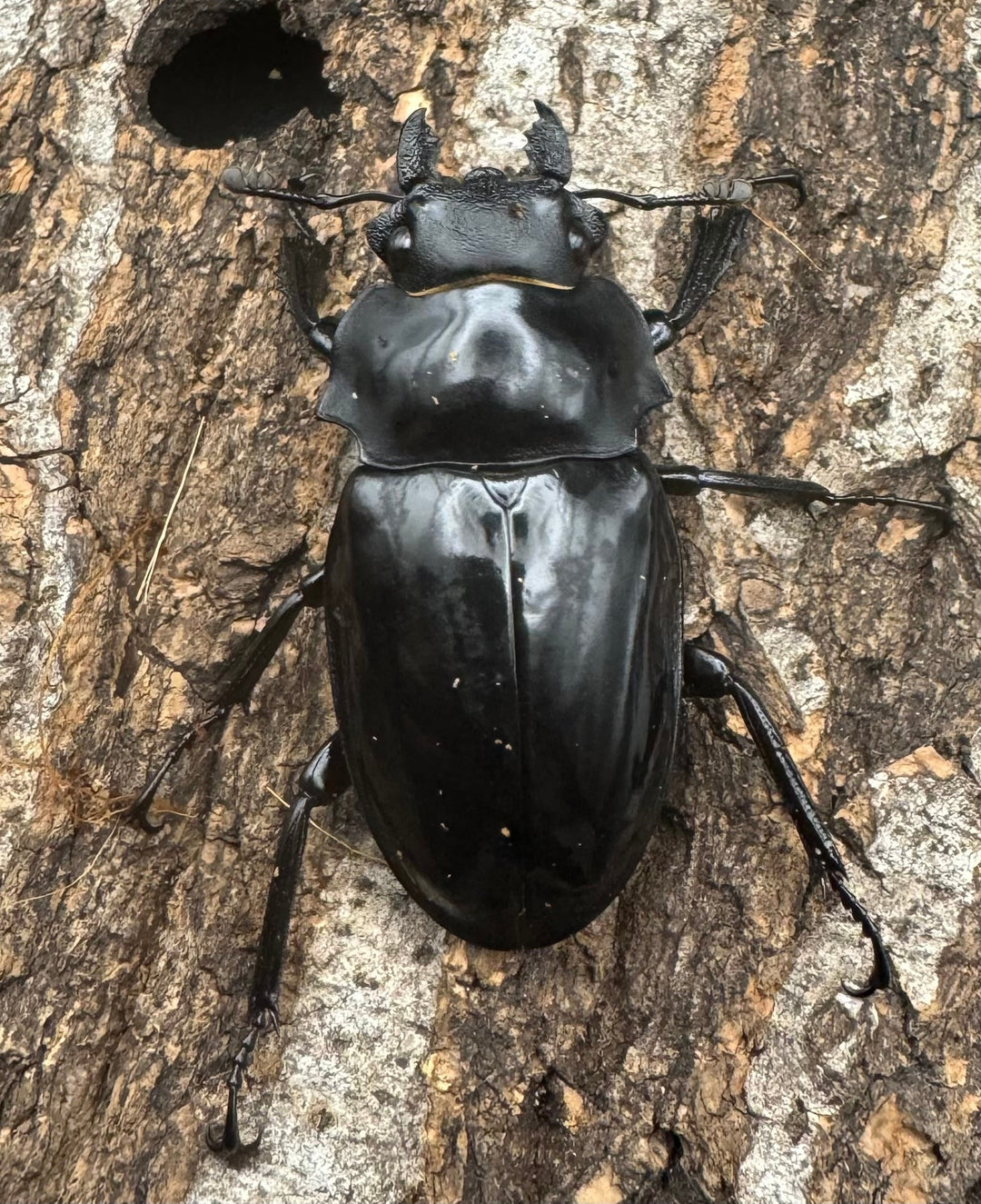 【WD】《ダールマンツヤクワガタ亜種celebensis 83mm ペア》