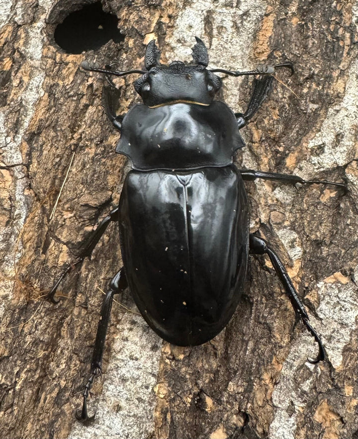 【WD】《ダールマンツヤクワガタ亜種celebensis 83mm ペア》