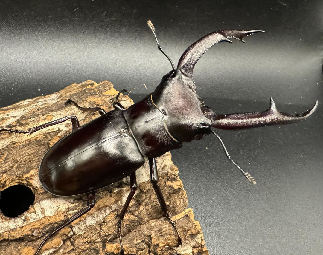 【WD】《マンディブラリスフタマタ 95mm ペア》