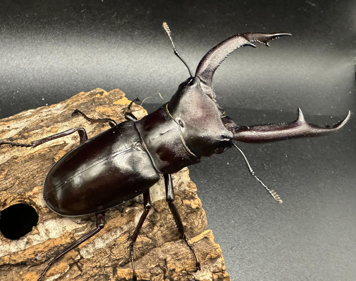 【WD】《マンディブラリスフタマタ 95mm ペア》