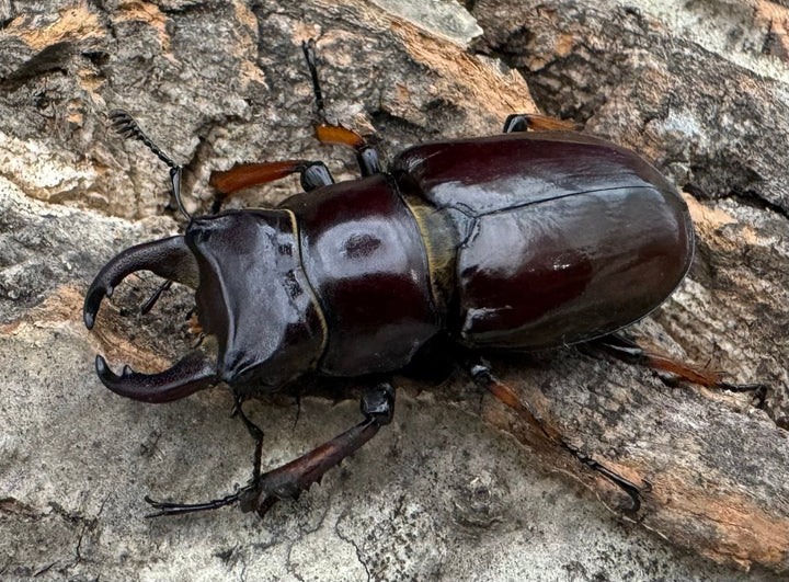 【WD】《イミタトールミヤマ（イミテーターミヤマ） 大型 ペア》