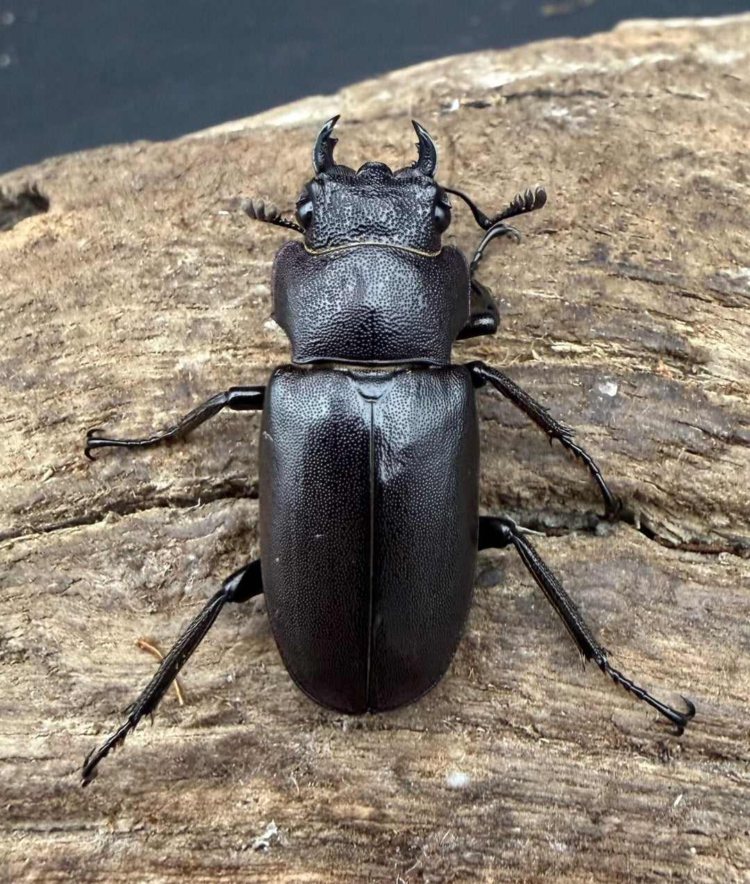 《メタリフェルホソアカ亜種フィナエ パープル系 75.5mm ペア》