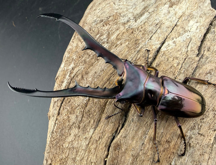 《メタリフェルホソアカ亜種finae 73.5mm ペア》