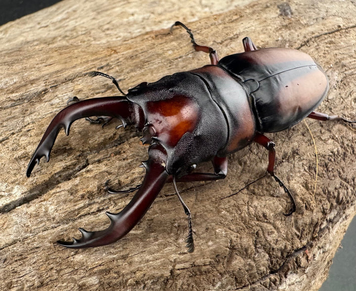 《ミラビリスノコギリクワガタ 60mm ペア》