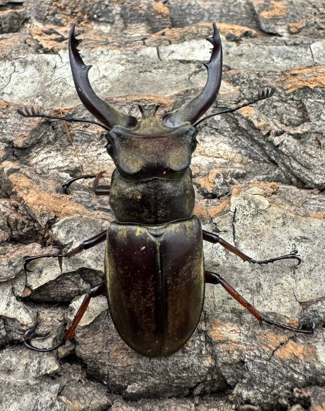 【WD】《チベットミヤマ原名亜種 50mm ペア》