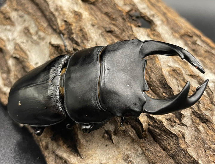 《オオクワガタ 久留米血統 75mm ペア》