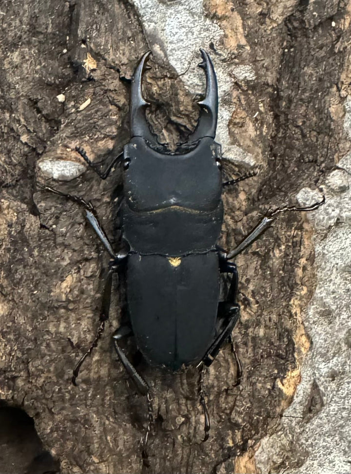 【WF1】《メラナリウスホソクワ ♂単》