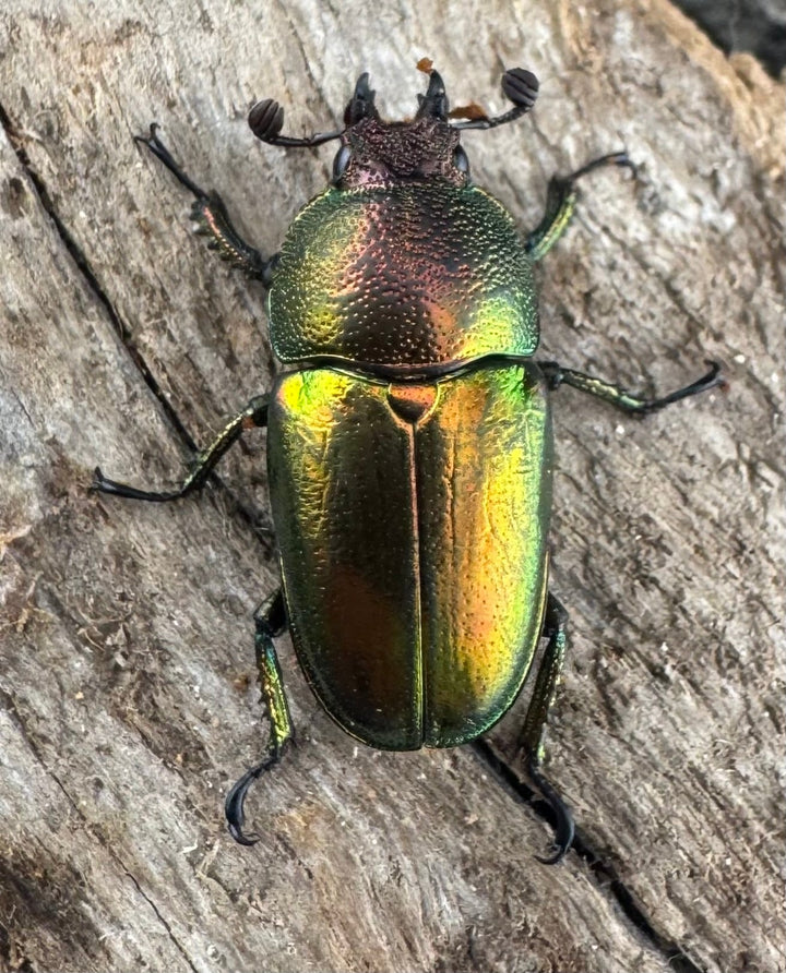 【WD】《パプアキンイロクワガタ アルファック産 Free ♀単》