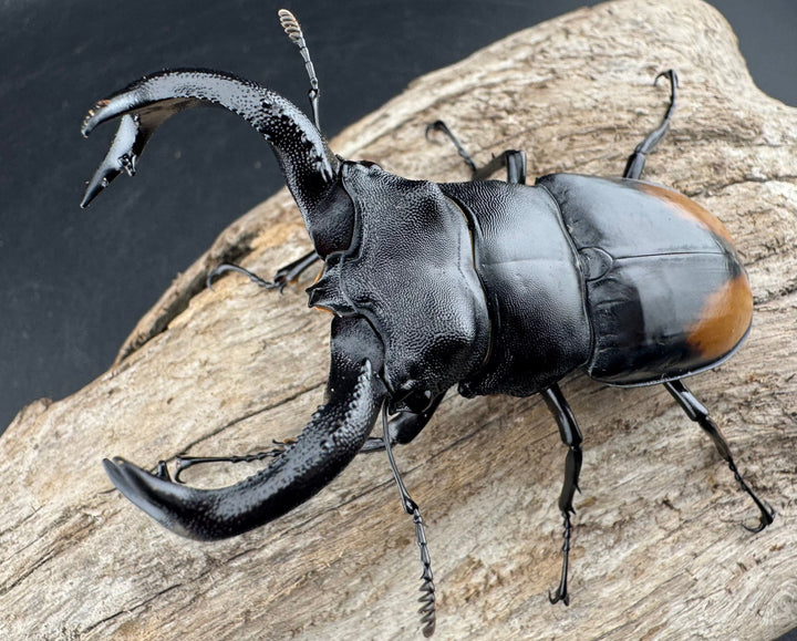 【WD】《セアカフタマタ（パリーフタマタ） 81mm ペア》