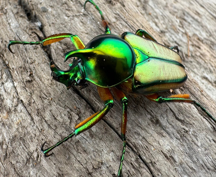 【WD】《セブヒメカブトハナムグリ亜種kachikun ♀グリーン系 ペア》