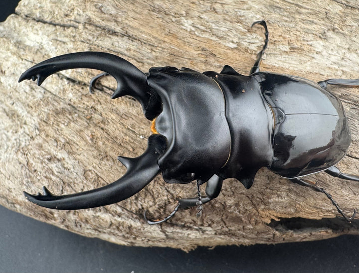 【WD】《ルディカツヤクワガタ 82mm ペア》