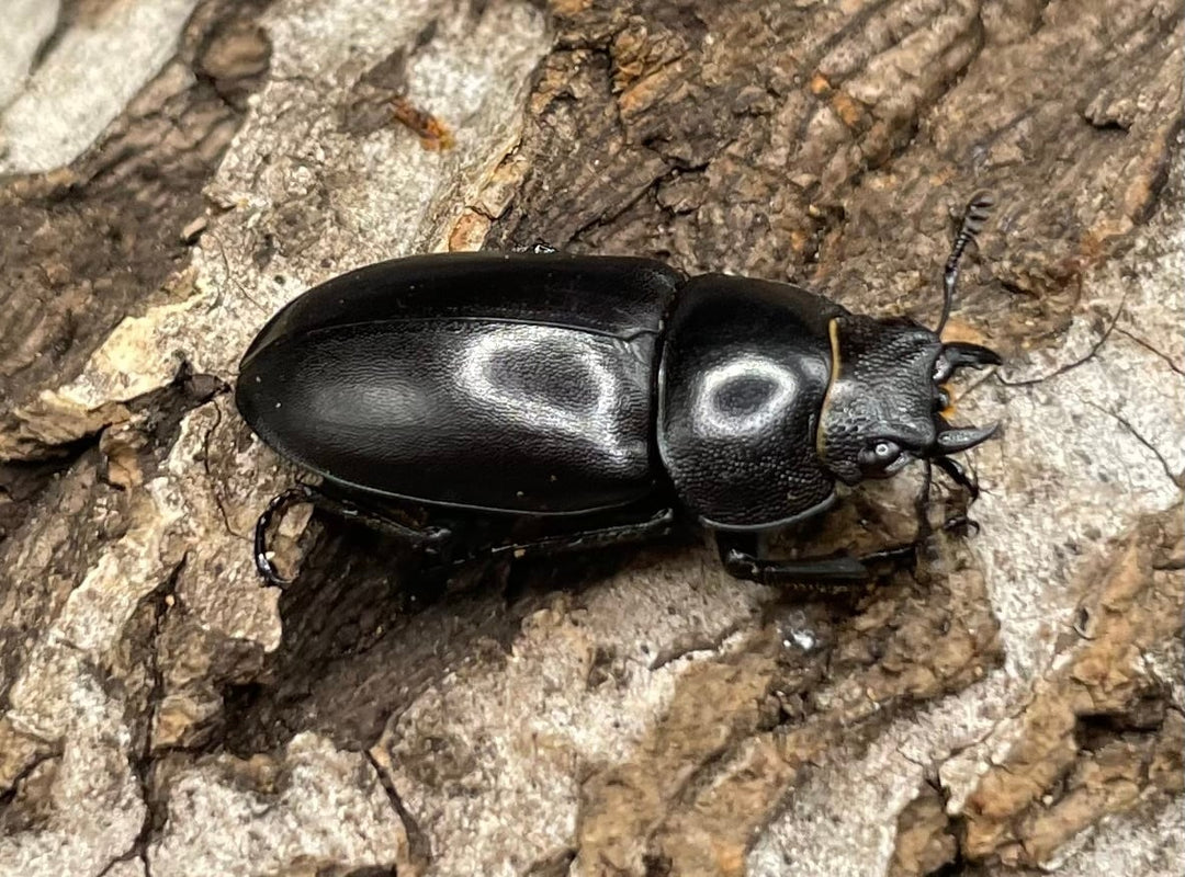 【WD】《オーエンノコギリクワガタ中国亜種melli 34.5mm ペア》