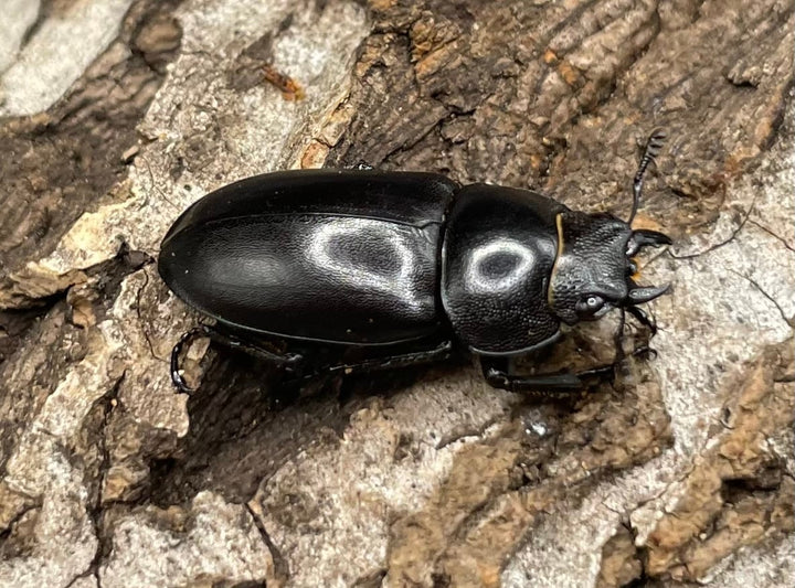 【WD】《オーエンノコギリクワガタ中国亜種melli 34.5mm ペア》