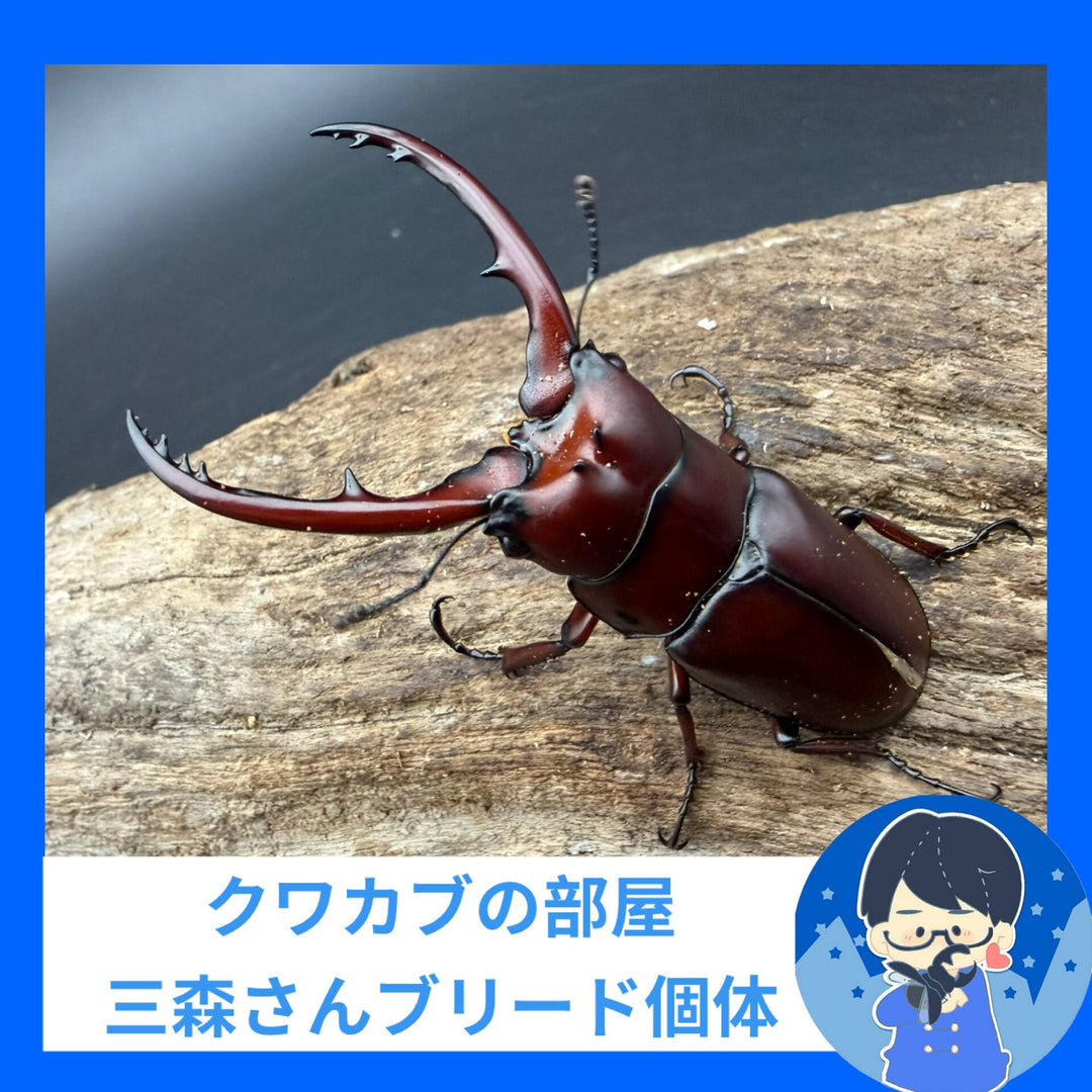 【WF3】《アスタコイデスノコギリ亜種fraternus 56.5mm ペア》クワカブの部屋三森氏ブリード個体