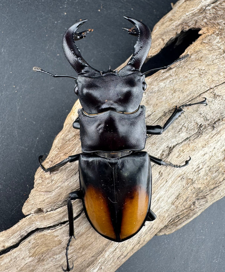 【WD】《セアカフタマタ（パリーフタマタ） 81mm ペア》