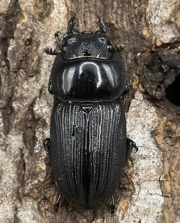 【WD】《パラワンパリーオオクワ 60mmUP ペア》