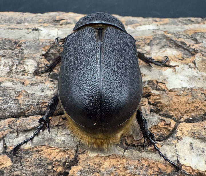 《サタンオオカブト 75mm ペア》