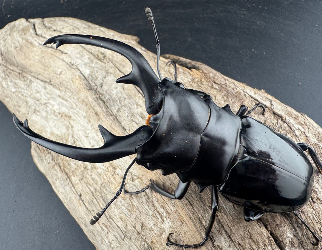 【WD】《インターメディアツヤクワガタ ネグロス島産 95.5mm ペア》