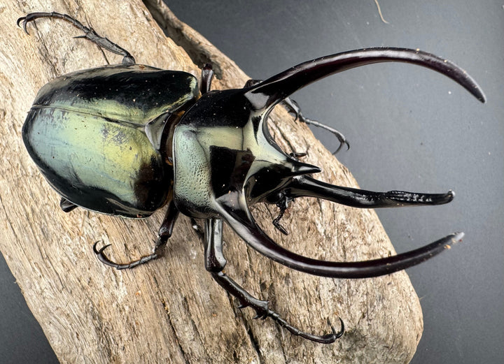 【WD】《ミンダナオアトラスオオカブト マラグサン産 94.5mm ペア》