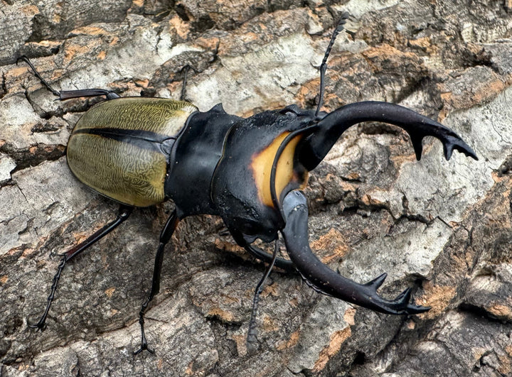 【WD】《ラコダールツヤクワガタ 73mm ペア》