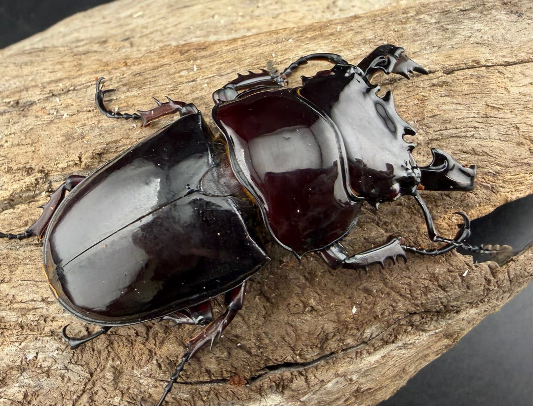 《赤レギウスオオツヤクワガタ 64mm ♂単》