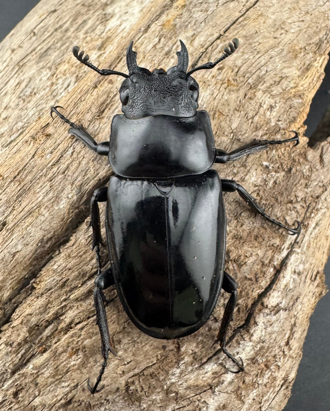 【WD】《 ギラファノコギリ亜種マキタイ 87.5mm ペア》