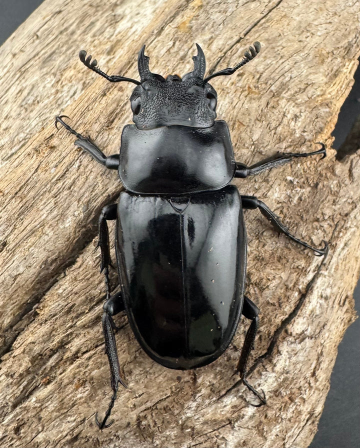 【WD】《 ギラファノコギリ亜種マキタイ 87.5mm ペア》