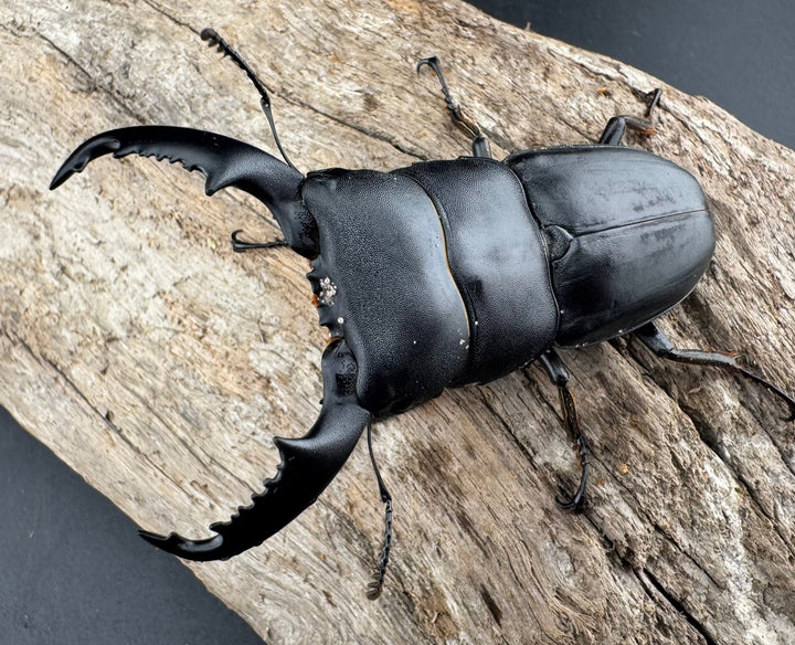 【WD】《カシブヒラタクワガタ 70.5mm ペア》