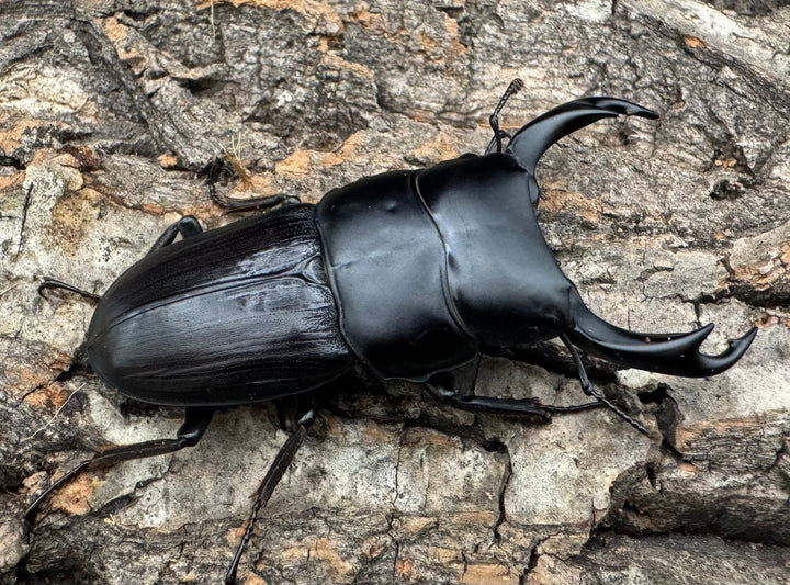 【WD】《ミンダナオパリーオオクワ  65mm ペア》