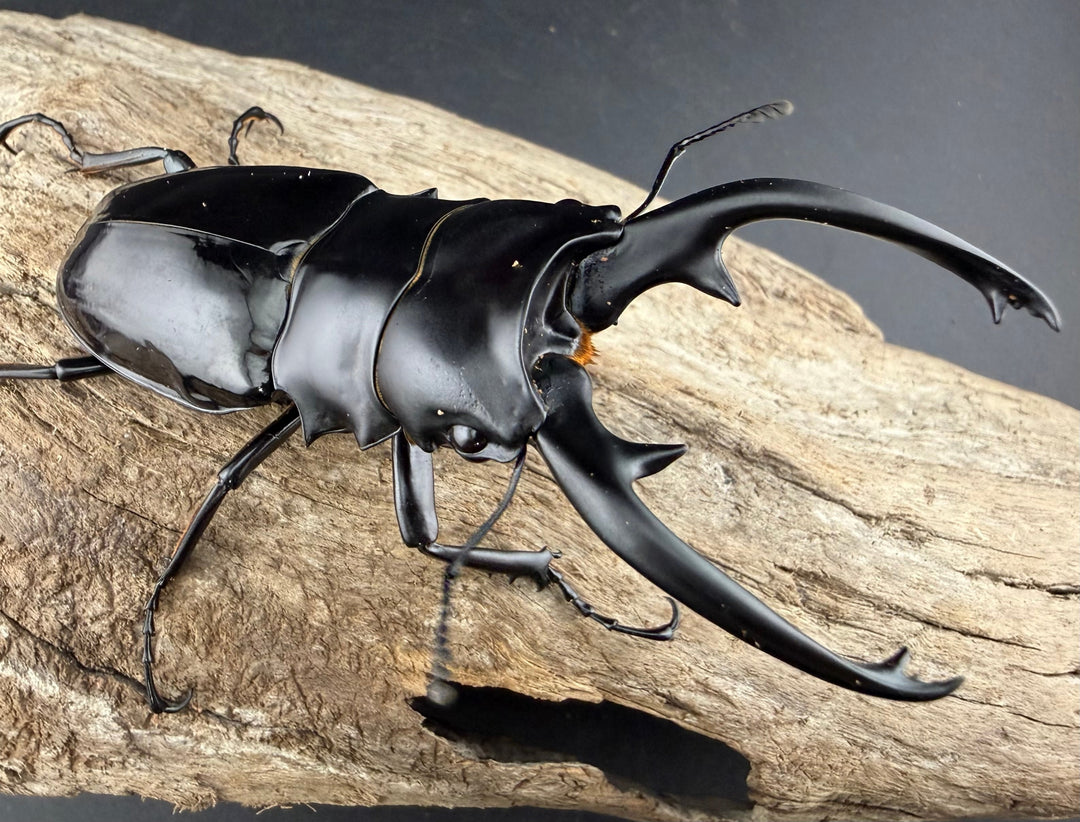 【WD】《インターメディアツヤクワガタ ネグロス島産 93mm ペア》