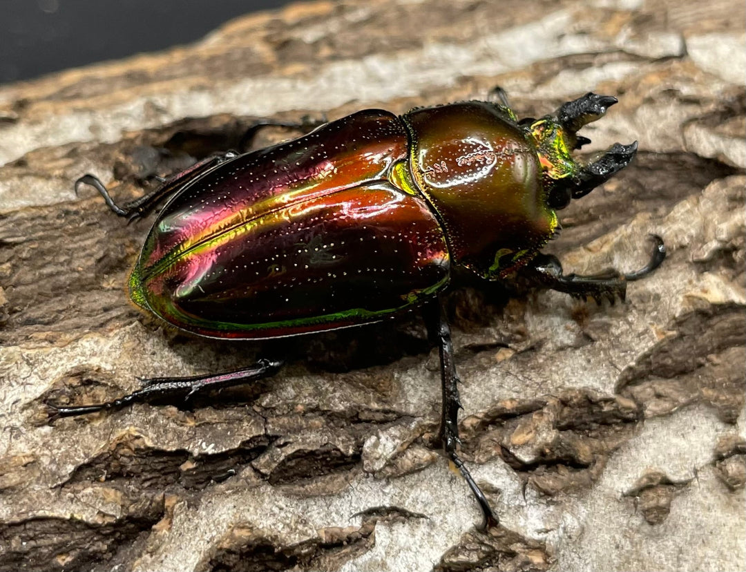 《ニジイロクワガタ 52mm ペア》