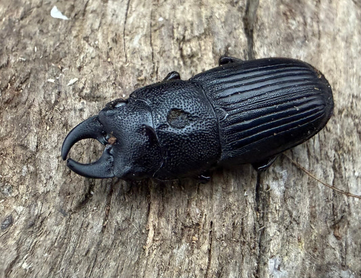 【WD】《フィリピンネブト原名亜種 18mm ♂♀♀トリオ》