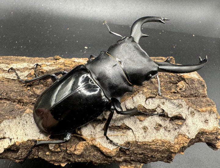 【WD】《インターメディアツヤクワガタ 89mm ペア》