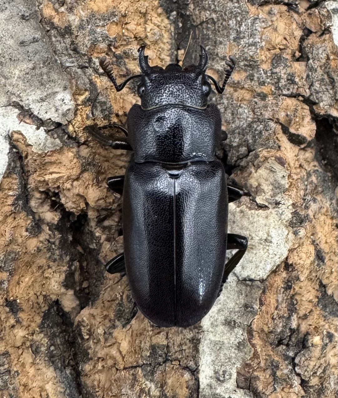 【美麗】《メタリフェルホソアカ 81mm ペア》わたくわ氏ブリード個体