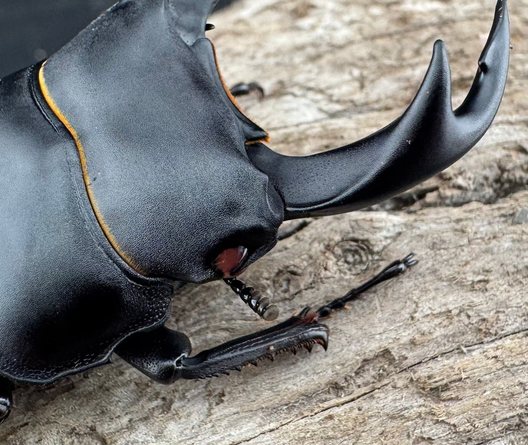 【赤目】《オオクワガタ レッドアイ 能勢産 57mm ペア》