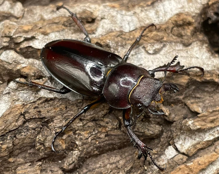 【WD】《ヒメミヤマクワガタ大陸亜種continentalis 49mm ペア》