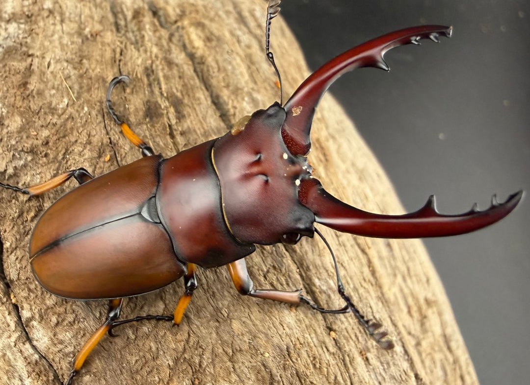 【WD】《アスタコイデスノコギリ ベンクール産 64.5mm ペア》