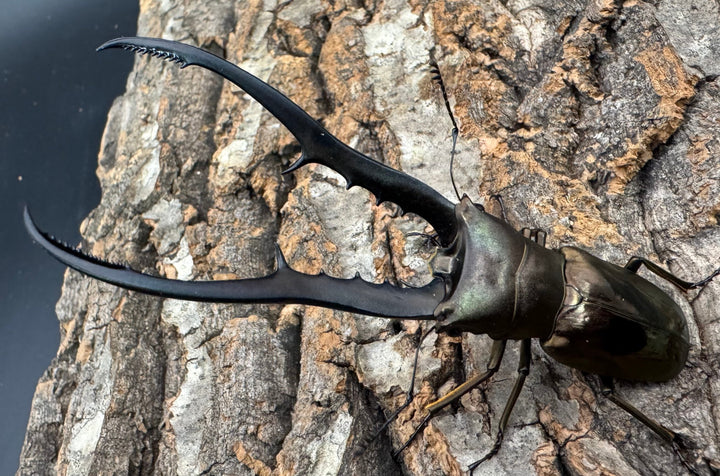 【WD】《メタリフェルホソアカ亜種finae 87mm A’品ペア》