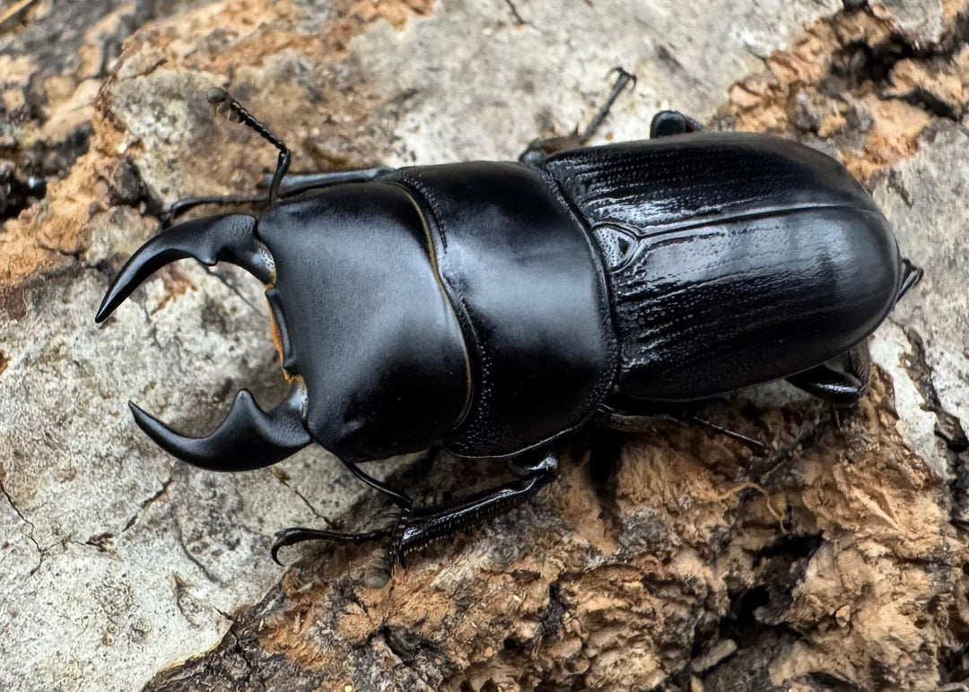 【WD】《ヒルティコルニス ssp. 32mm ペア》