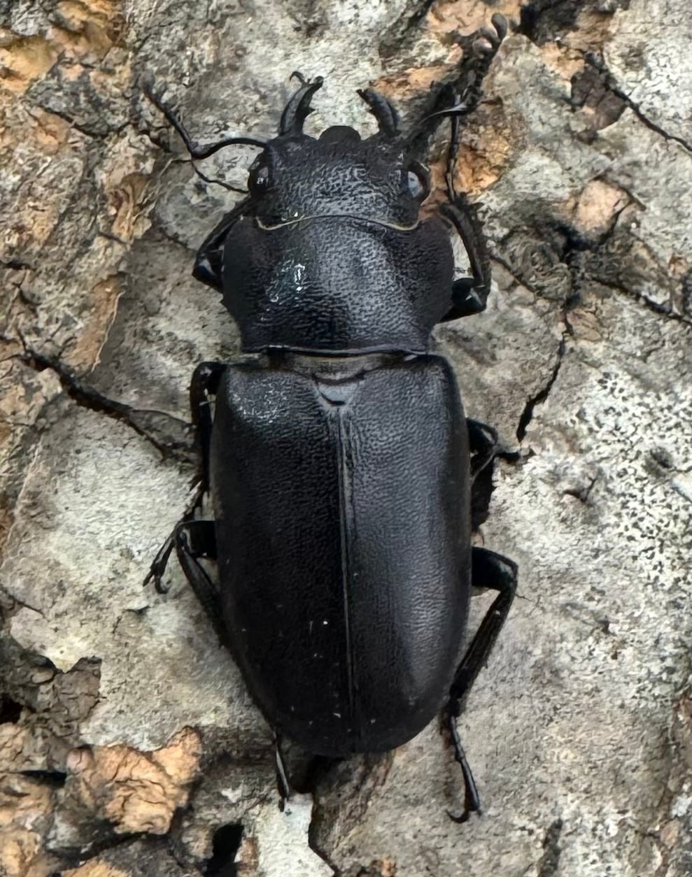 【美麗】《メタリフェルホソアカ 76mm ペア》わたくわ氏ブリード個体