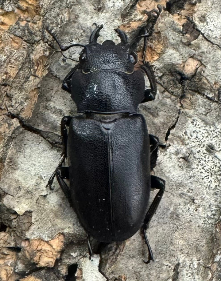 【美麗】《メタリフェルホソアカ 76mm ペア》わたくわ氏ブリード個体