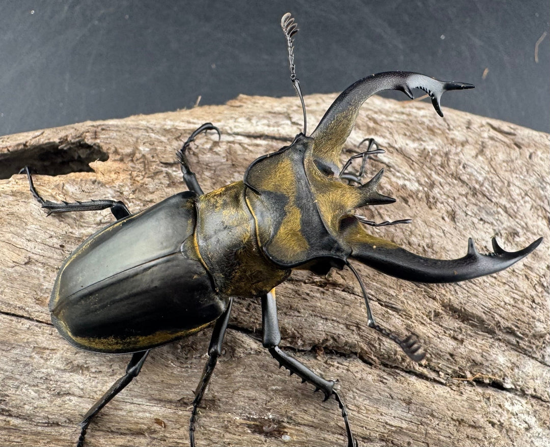 【WD】《フルキフェルミヤマ 64mm ペア》