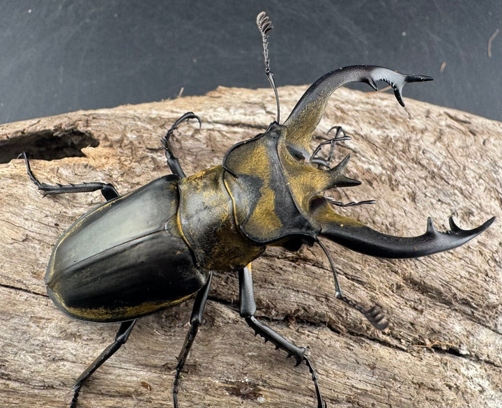 【WD】《フルキフェルミヤマ 64mm ペア》