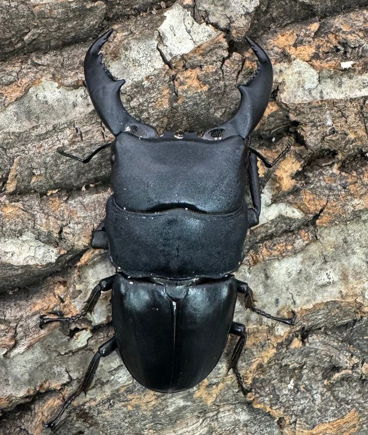 【WD】《東ペレンヒラタクワガタ 80mm ペア》