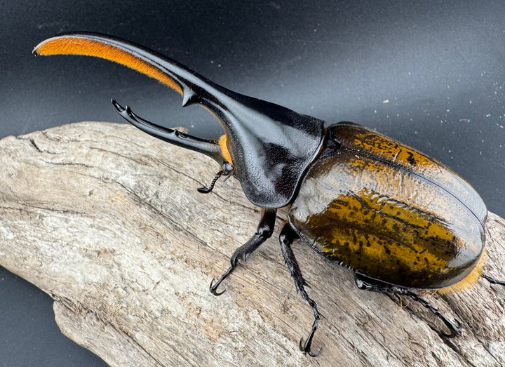 《 ヘラクレス・モリシマイ 煌血統アウトライン 120mm ペア》inohiro109氏ブリード個体