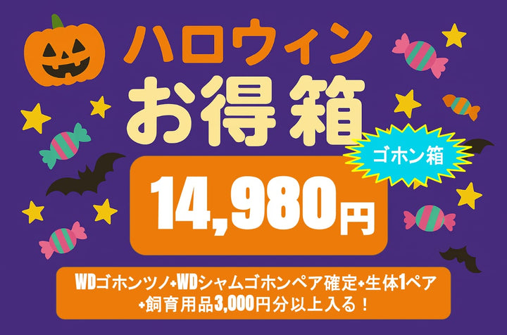 【ゴホン箱】ハロウィンお得箱 14,980