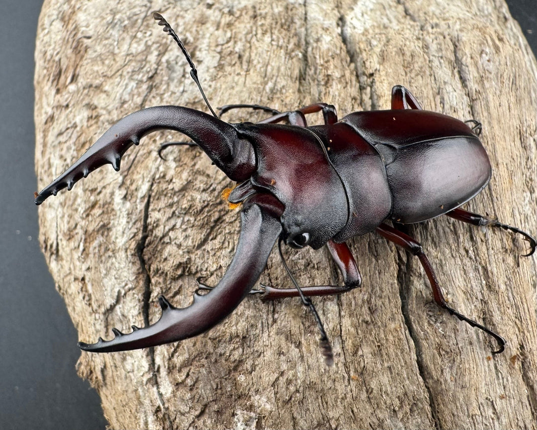 【WD】大歯《ノコギリクワガタ 八王子産 Free ペア》