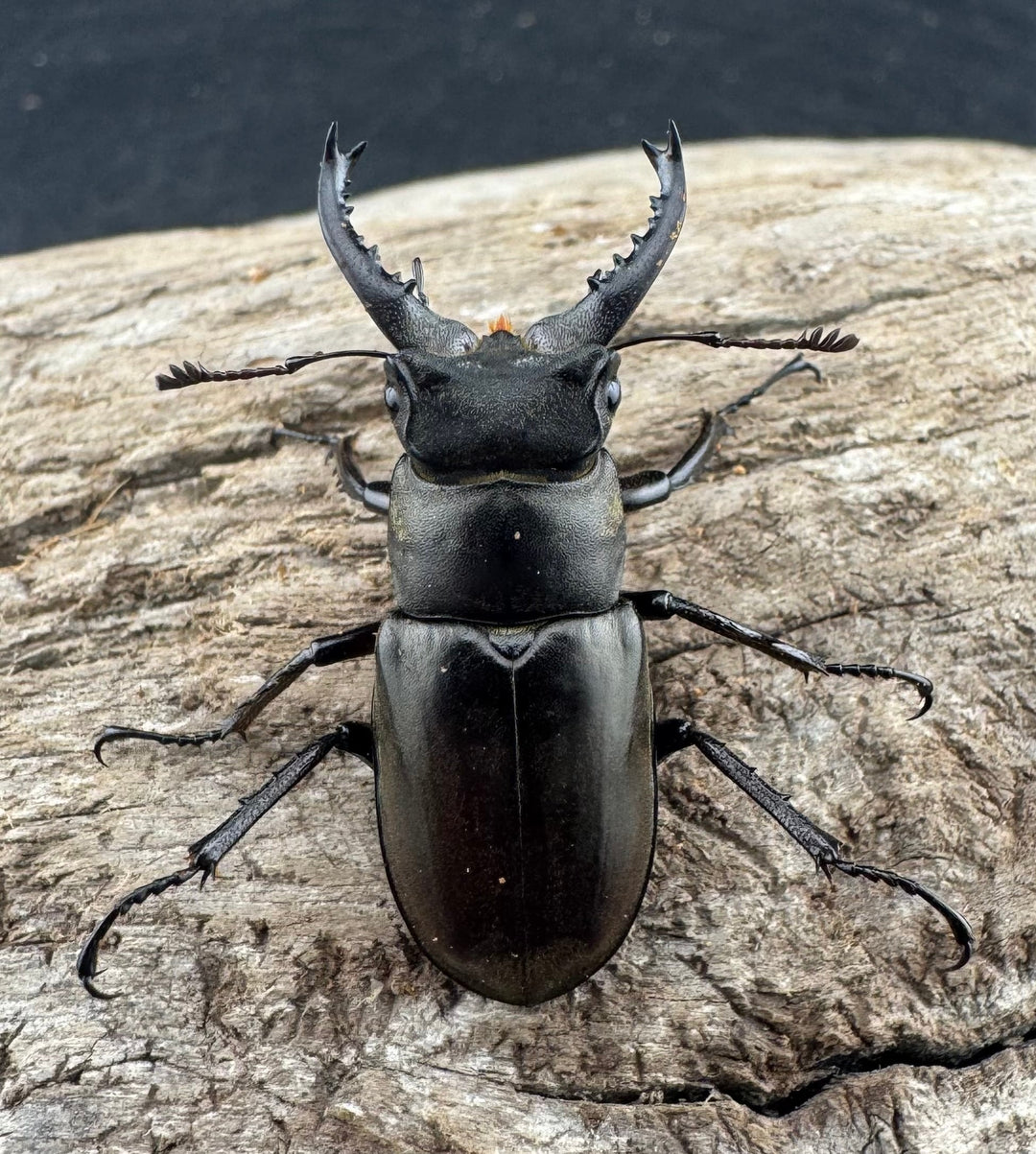 【WD】《ルディビナエミヤマ 34.5mm ペア》