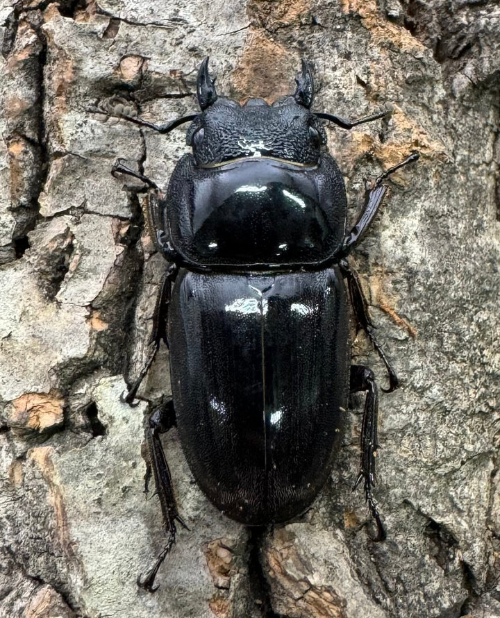 【WD】ショートホーン《スラウェシオオヒラタ 南スラウェシ産 80mm ペア》