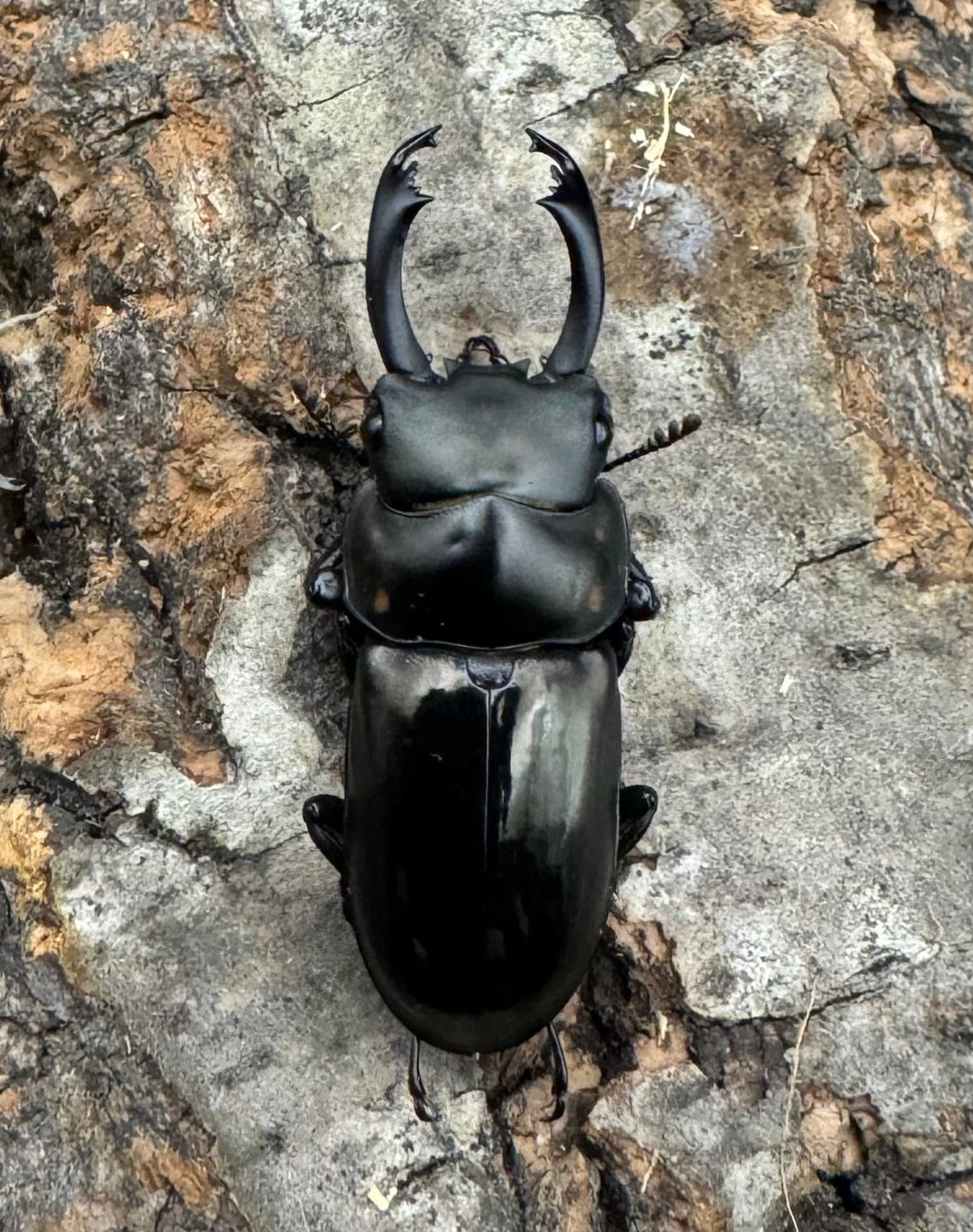 【WF2】《フルボノタトゥスコクワ 31mm ペア》Moro氏ブリード個体